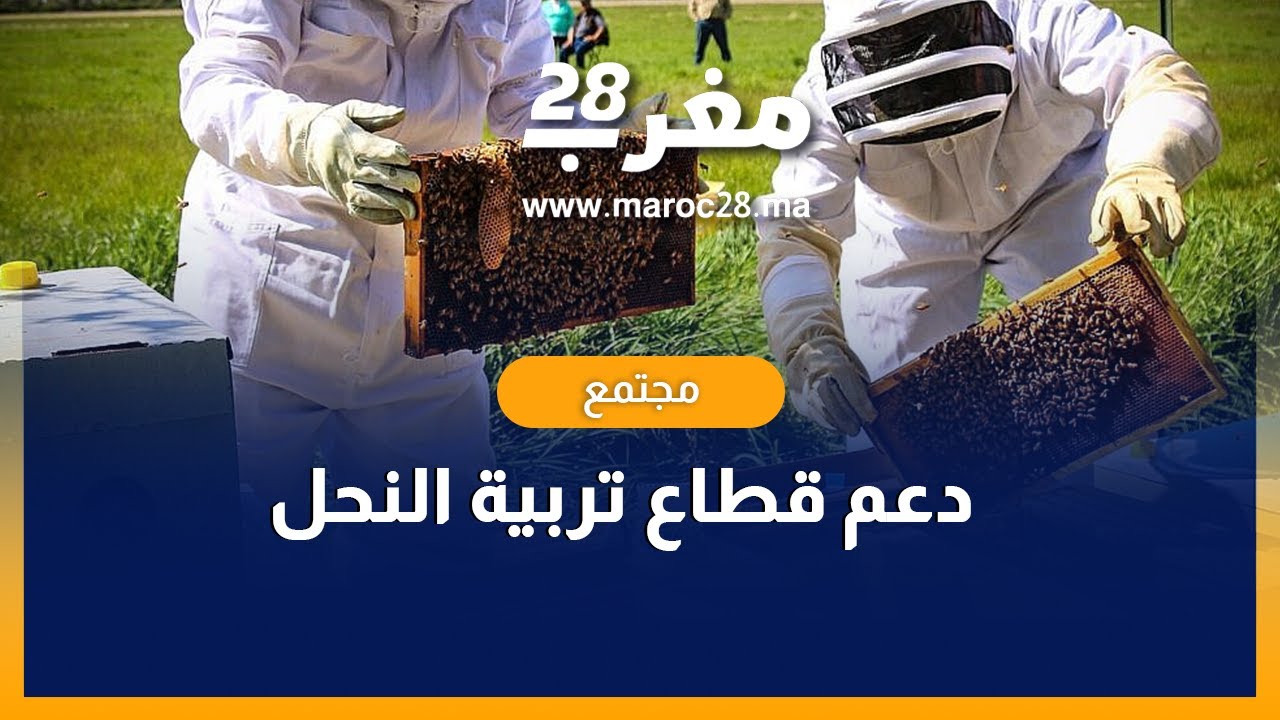 رئيس تعاونية لتربية النحل  يشرح الطريقة التي يجب أن يتم بها دعم القطاع