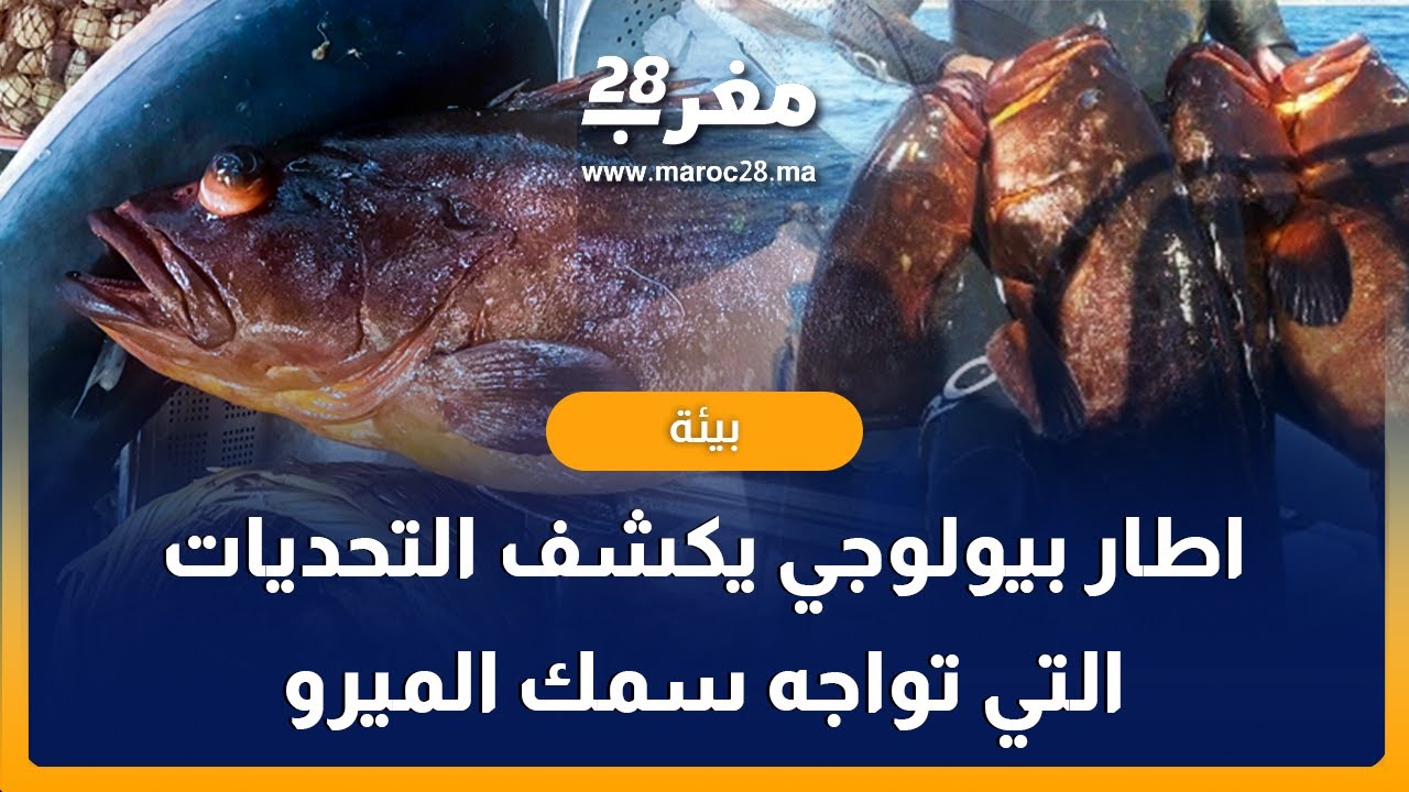 إطار بيولوجي: سمك الميرو يعيش حوالي 60 سنة وصعيب يتجدد لأن نموه ضعيف