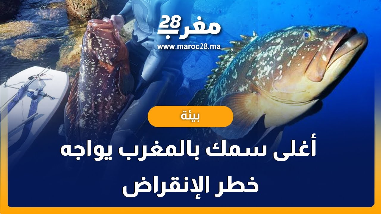 أغلى سمك بالمغرب يواجه الانقراض بسبب الصيد غير المعقلن