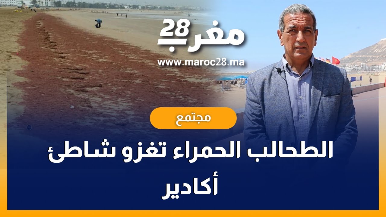 الطحالب الحمراء تغزو شاطئ أكادير ونائب رئيس المجلس الجماعي يوضح بخصوص الأمر