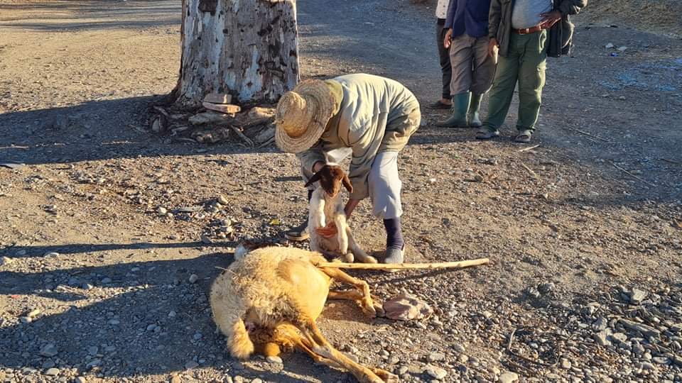 خنيفرة: غياب علامات التشوير والسرعة المفرطة يتسببان في مقتل بعض الأغنام