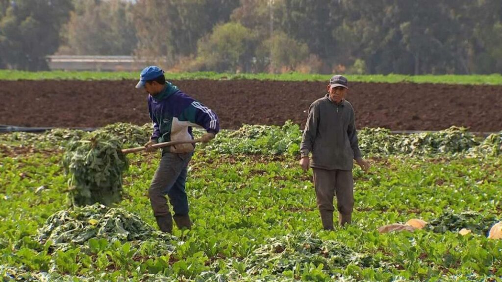 التساقطات المطرية تطمئن الفلاح وتبشر بموسم زراعي واعد