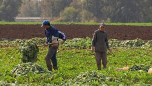 التساقطات المطرية تطمئن الفلاح وتبشر بموسم زراعي واعد