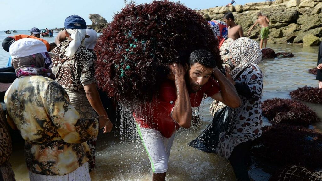 جمع أزيد من 22,500 طن من الطحالب البحرية بالجديدة