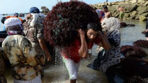 جمع أزيد من 22,500 طن من الطحالب البحرية بالجديدة