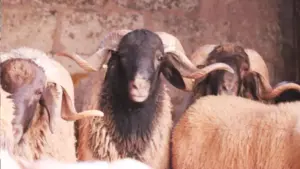 البركي
