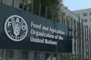 الفاو
