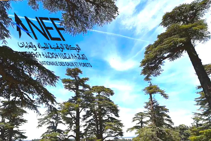 حماية غابات الأرز