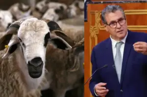 تنظيم بيع أضاحي العيد